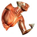 Skeletal
